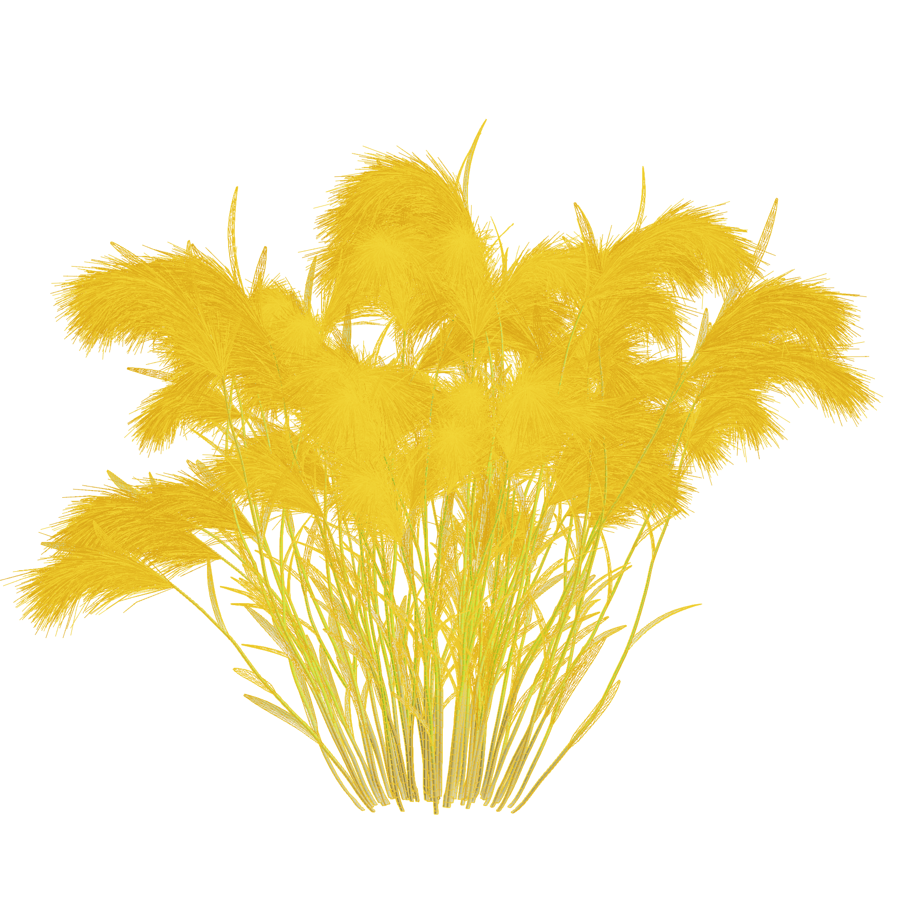 Plants_Outdoor-Shrubs_Hordeum-Jubalum_03_Wireframe