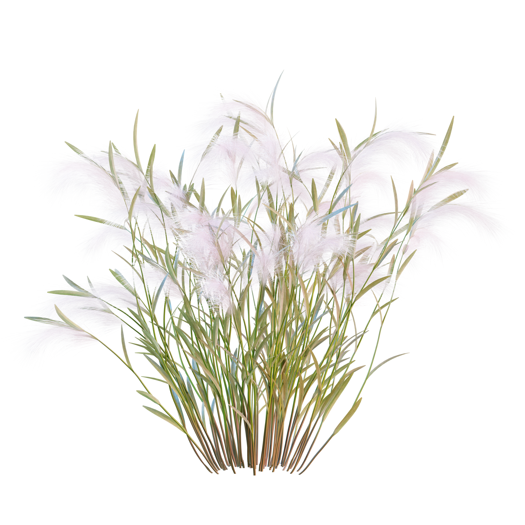 Plants_Outdoor-Shrubs_Hordeum-Jubalum_03_Hover