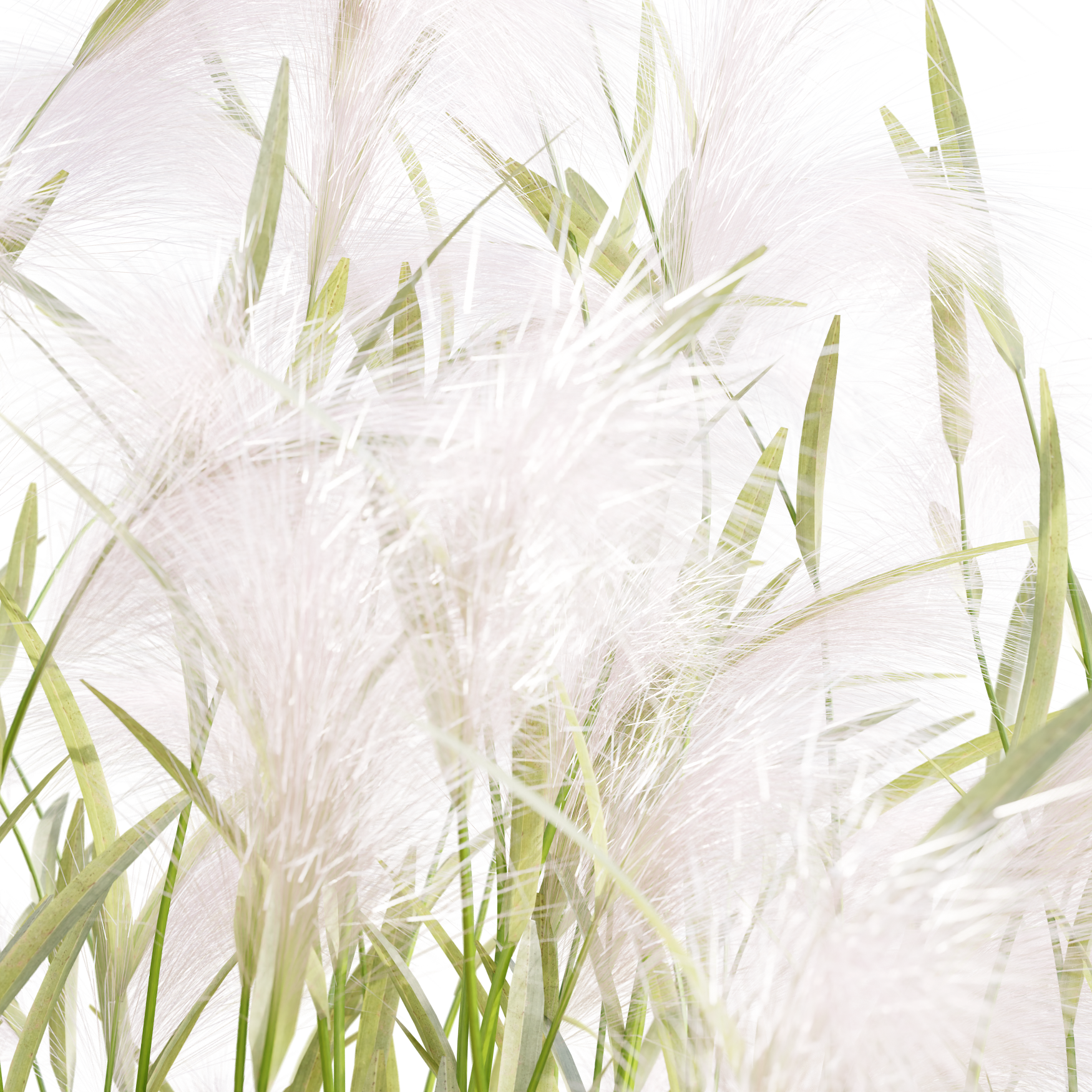 Plants_Outdoor-Shrubs_Hordeum-Jubalum_03_Beauty