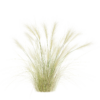 Nassella Tenuissima 01