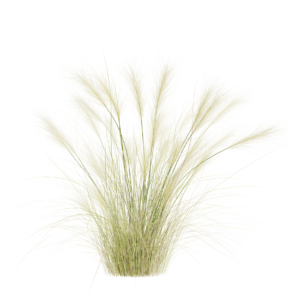 Nassella Tenuissima 01