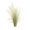 Nassella Tenuissima 02