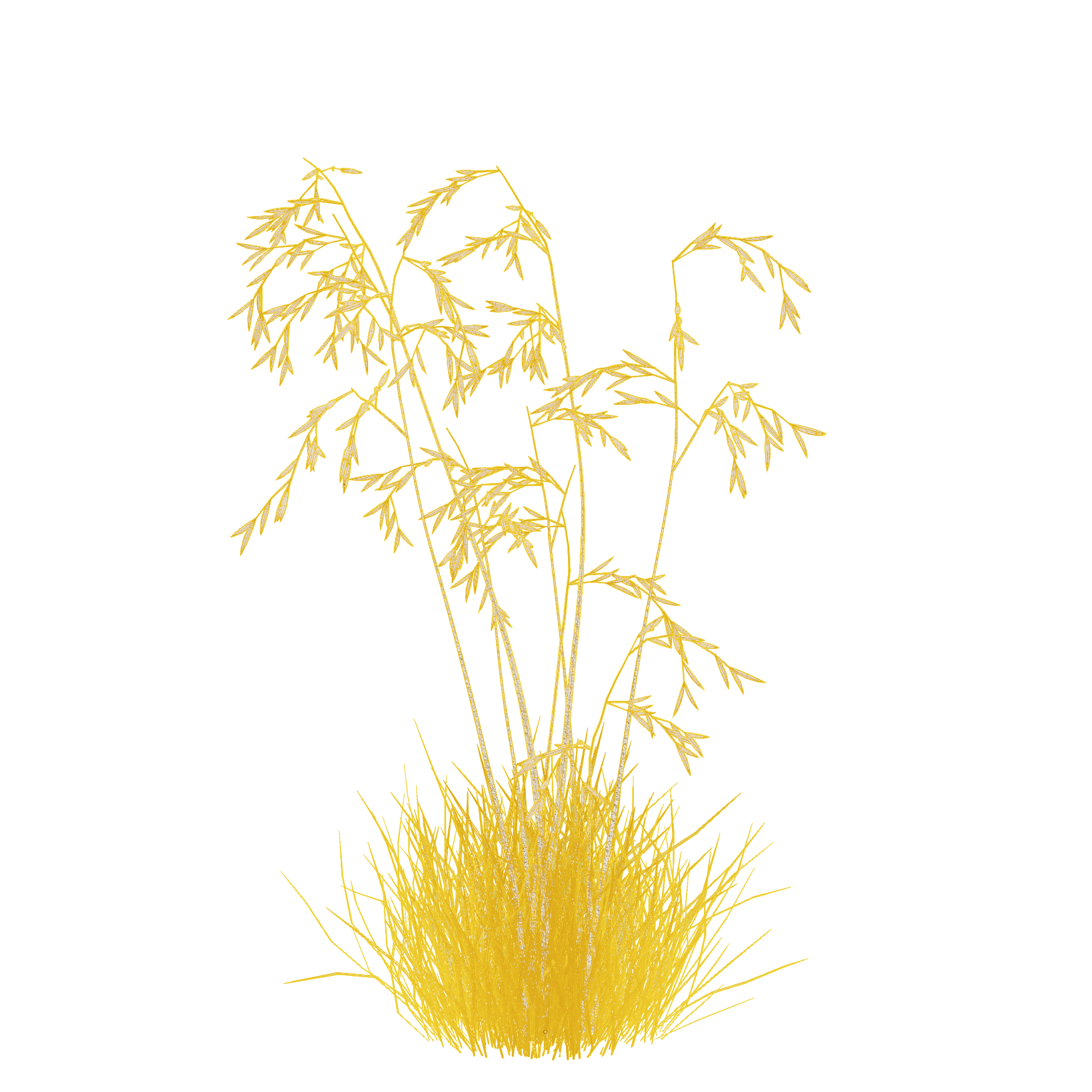 Plants_Outdoor-Shrubs_Stipa-Gigantea_02_Wireframe