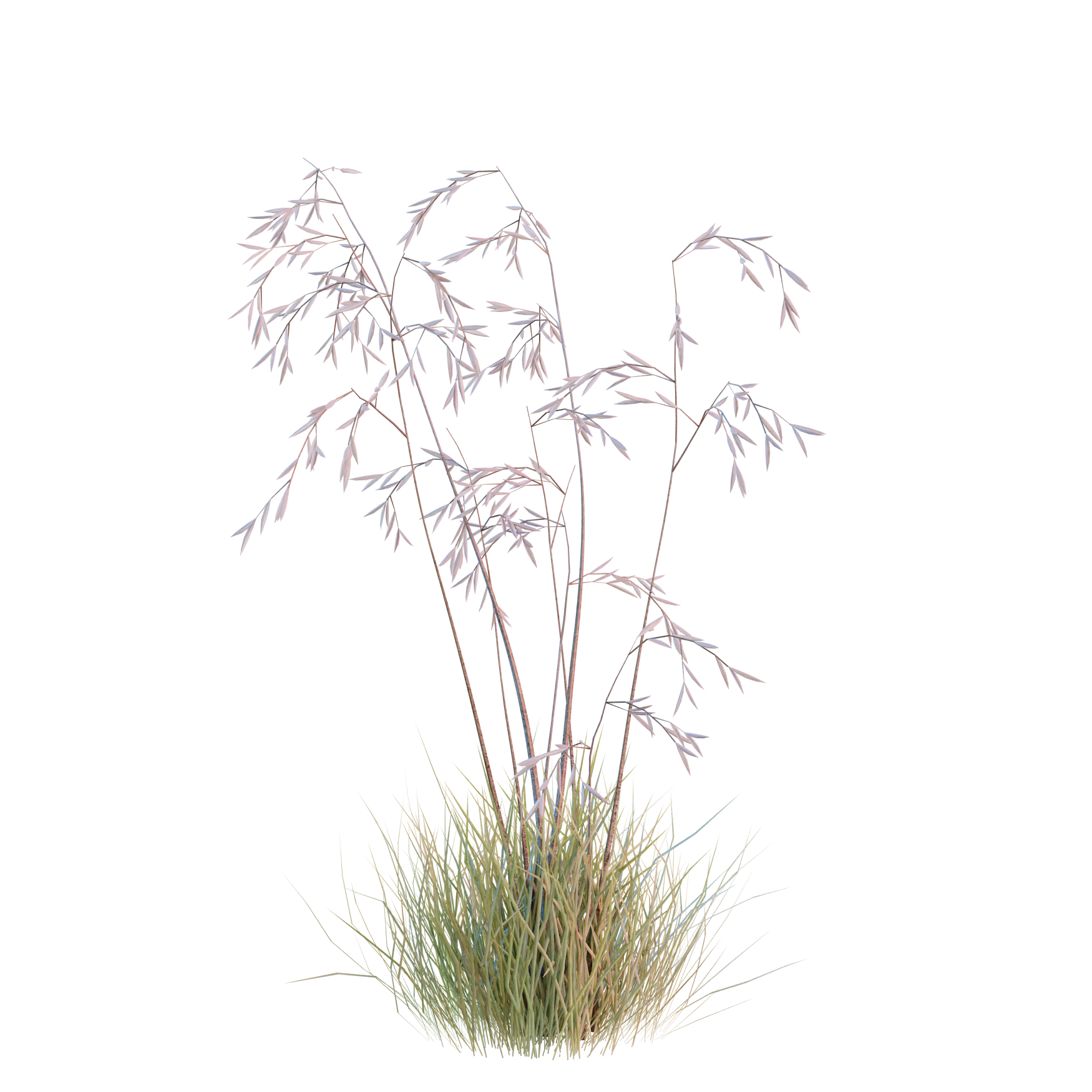 Plants_Outdoor-Shrubs_Stipa-Gigantea_02_Hover