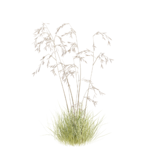 Stipa Gigantea 02