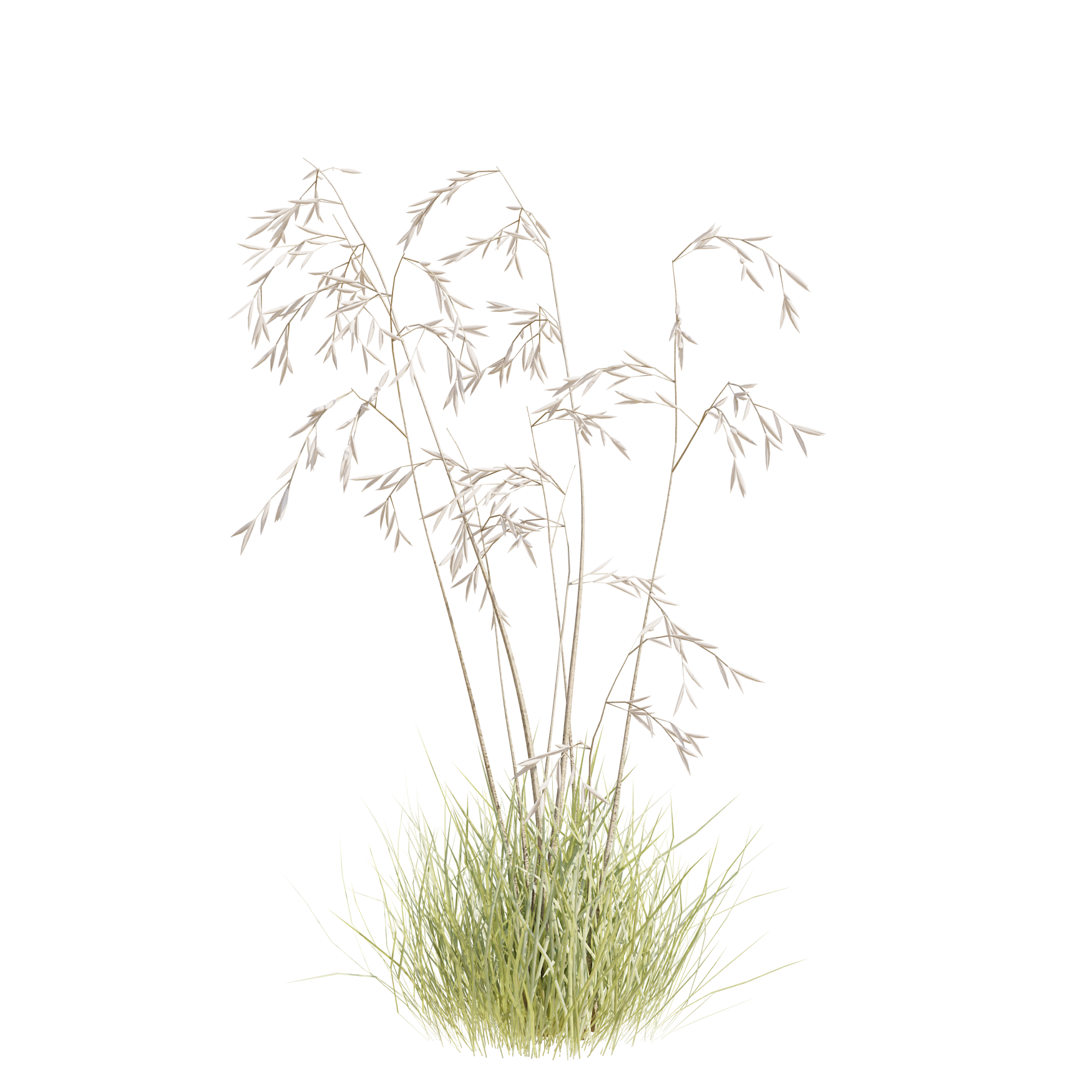 Plants_Outdoor-Shrubs_Stipa-Gigantea_02