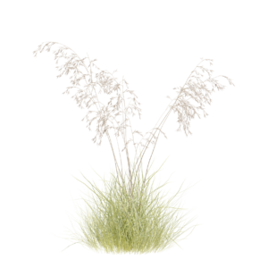 Stipa Gigantea 01