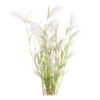 Hordeum Jubalum 02