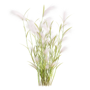 Hordeum Jubalum 02