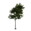 Generic Tree 01