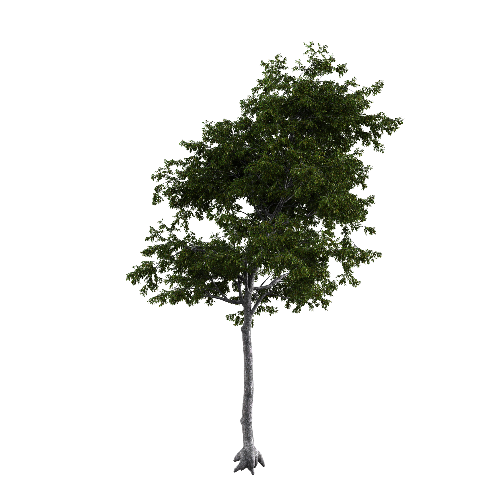 Plants_Trees_Generic_01