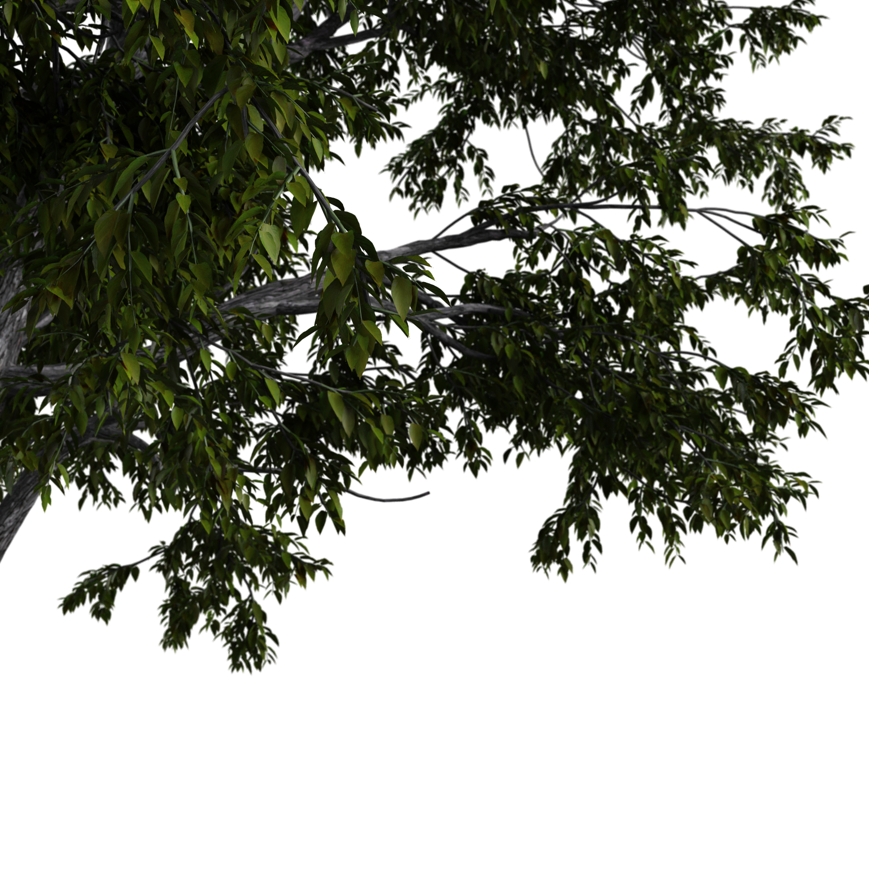 Plants_Trees_Generic_01_Beauty