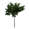Generic Tree 03