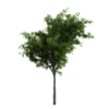Generic Tree 04