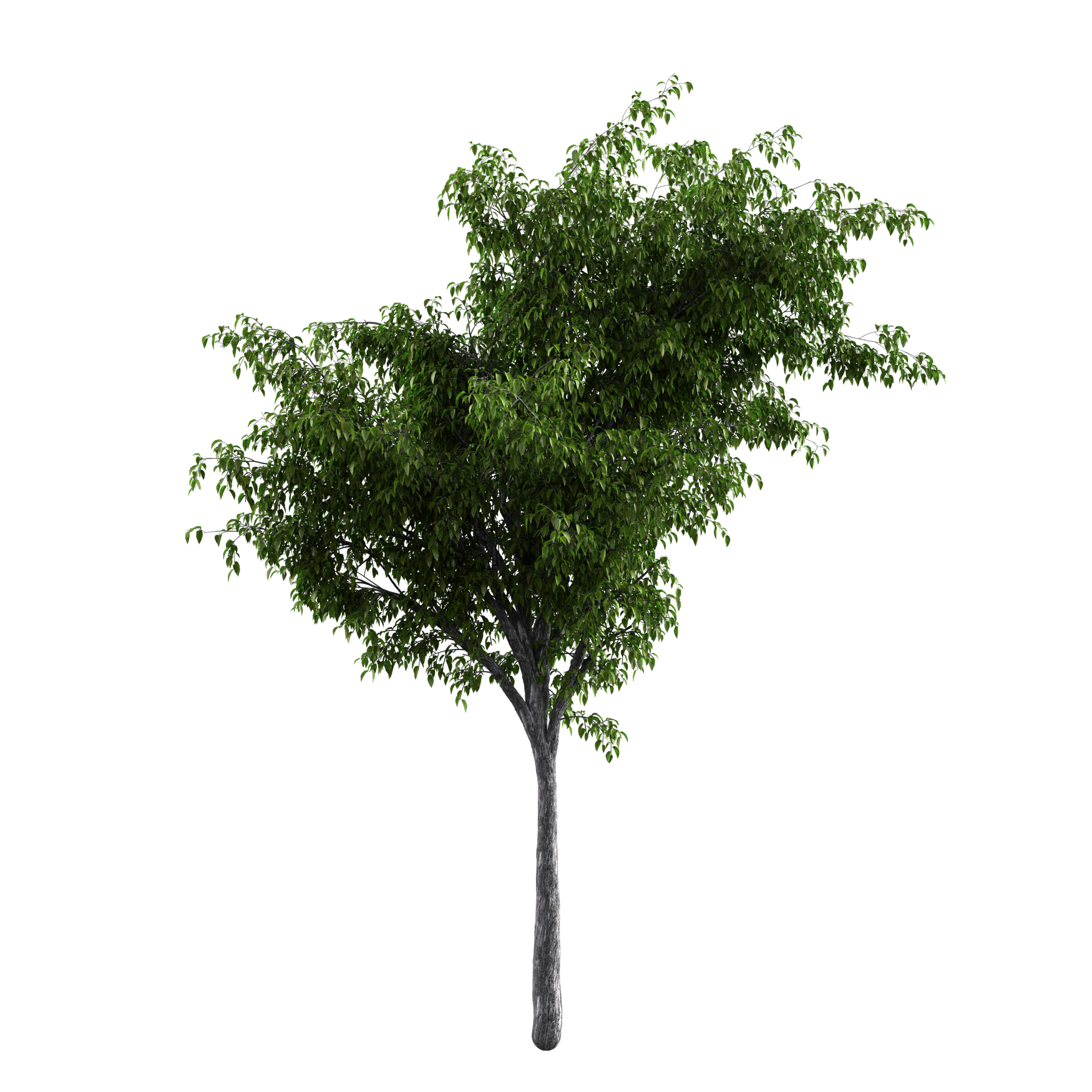 Plants_Trees_Generic_04