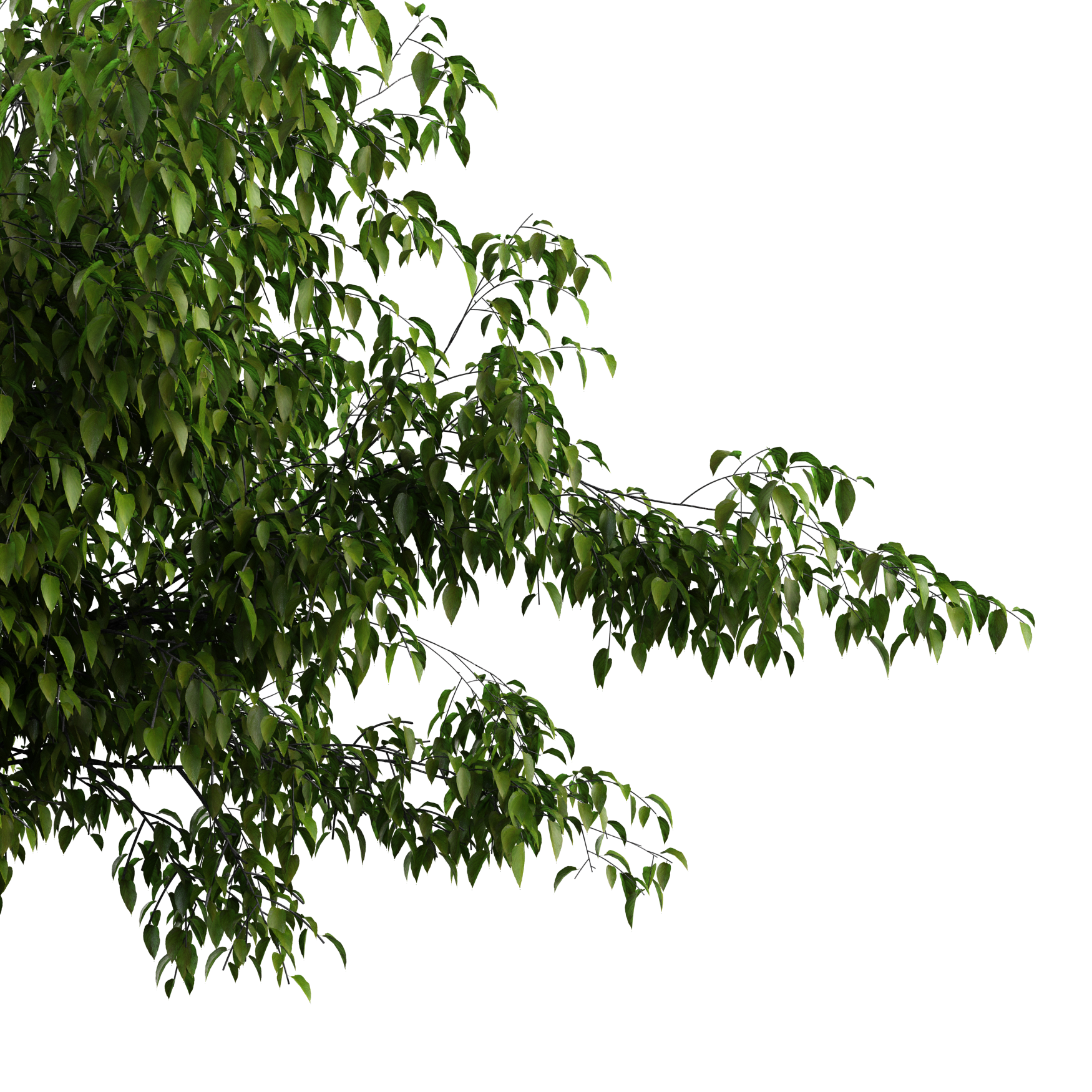 Plants_Trees_Generic_04_Beauty