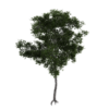 Generic Tree 06