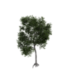 Generic Tree 07