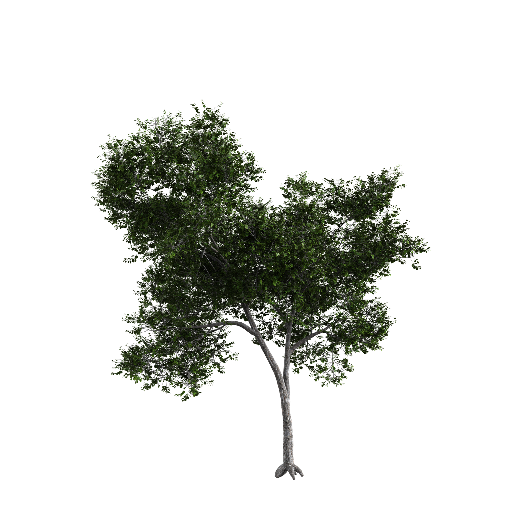 Plants_Trees_Generic_08