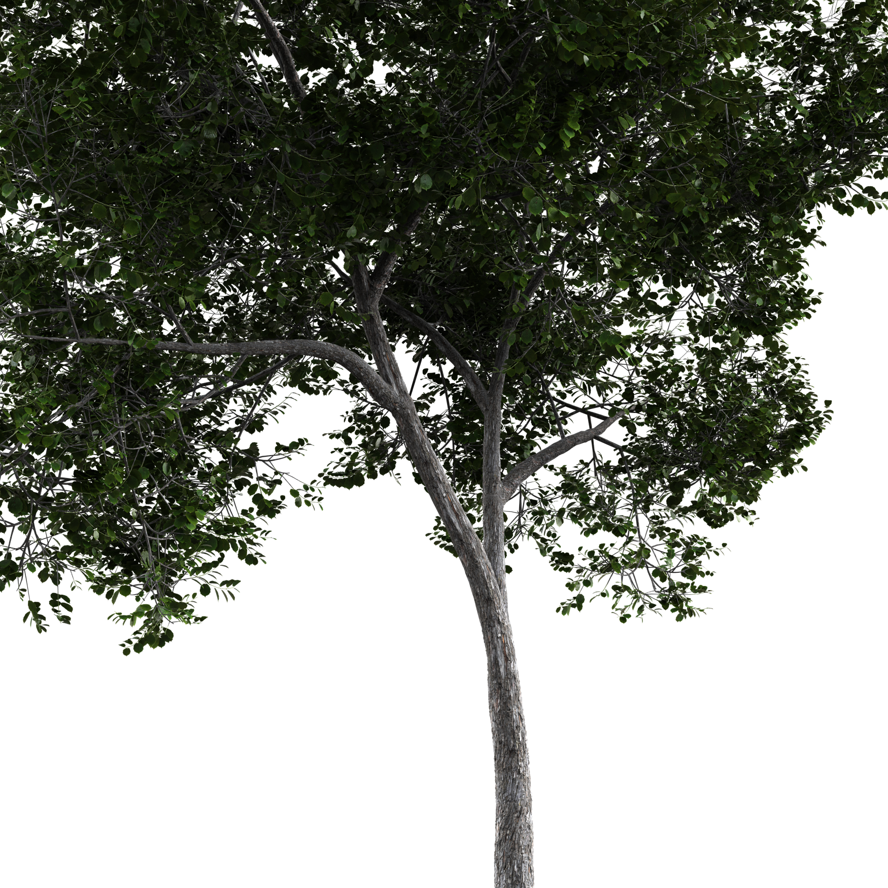 Plants_Trees_Generic_08_Beauty
