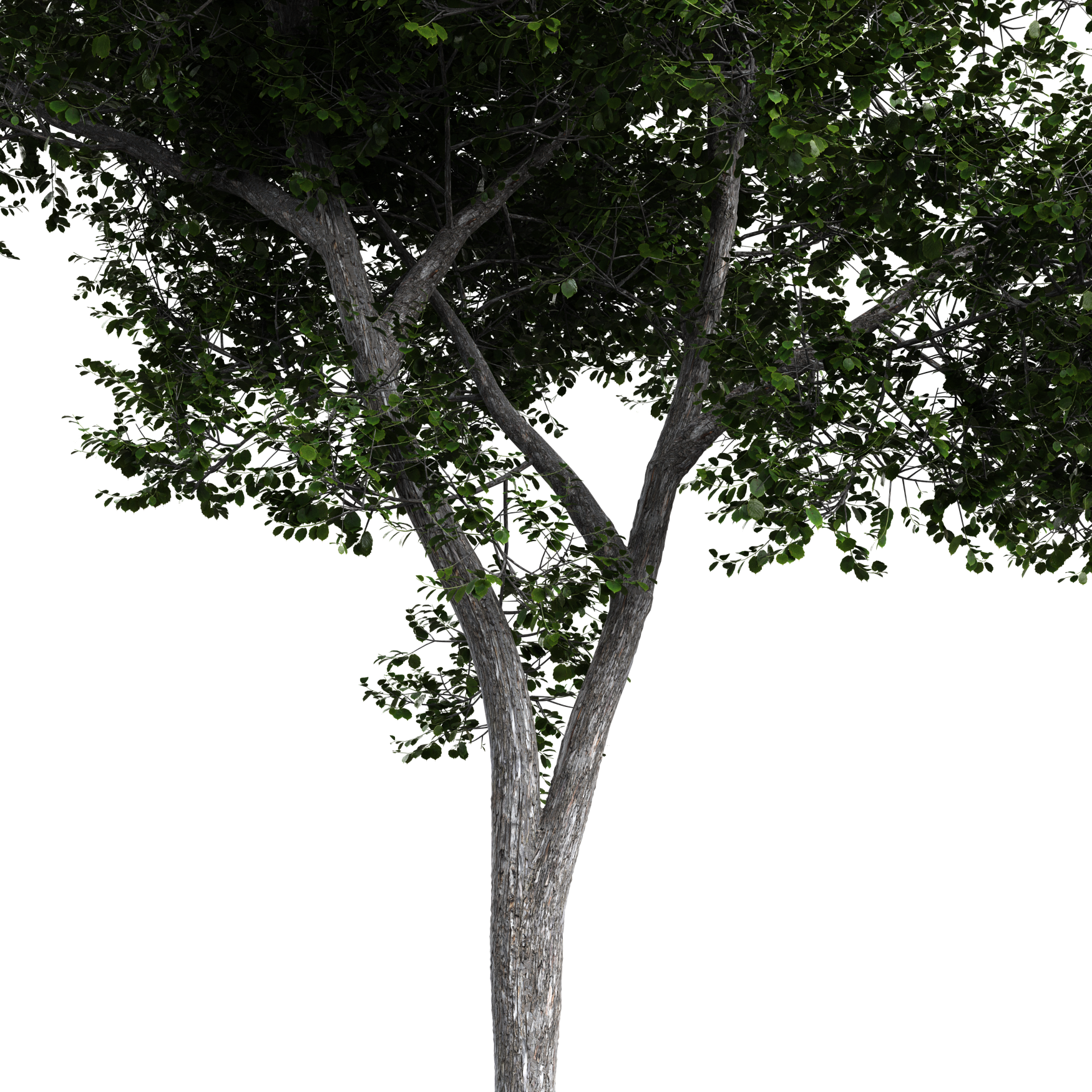 Plants_Trees_Generic_09_Beauty
