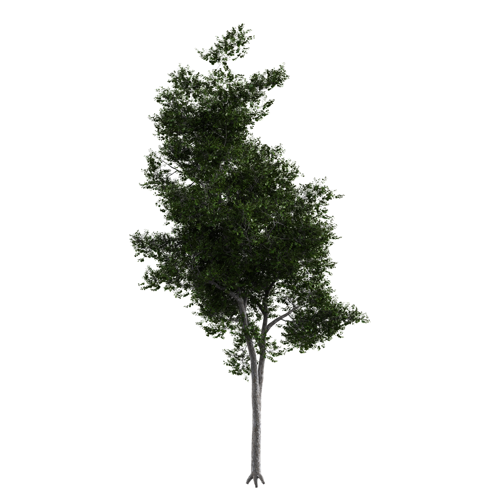 Plants_Trees_Generic_09