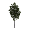Generic Tree 10