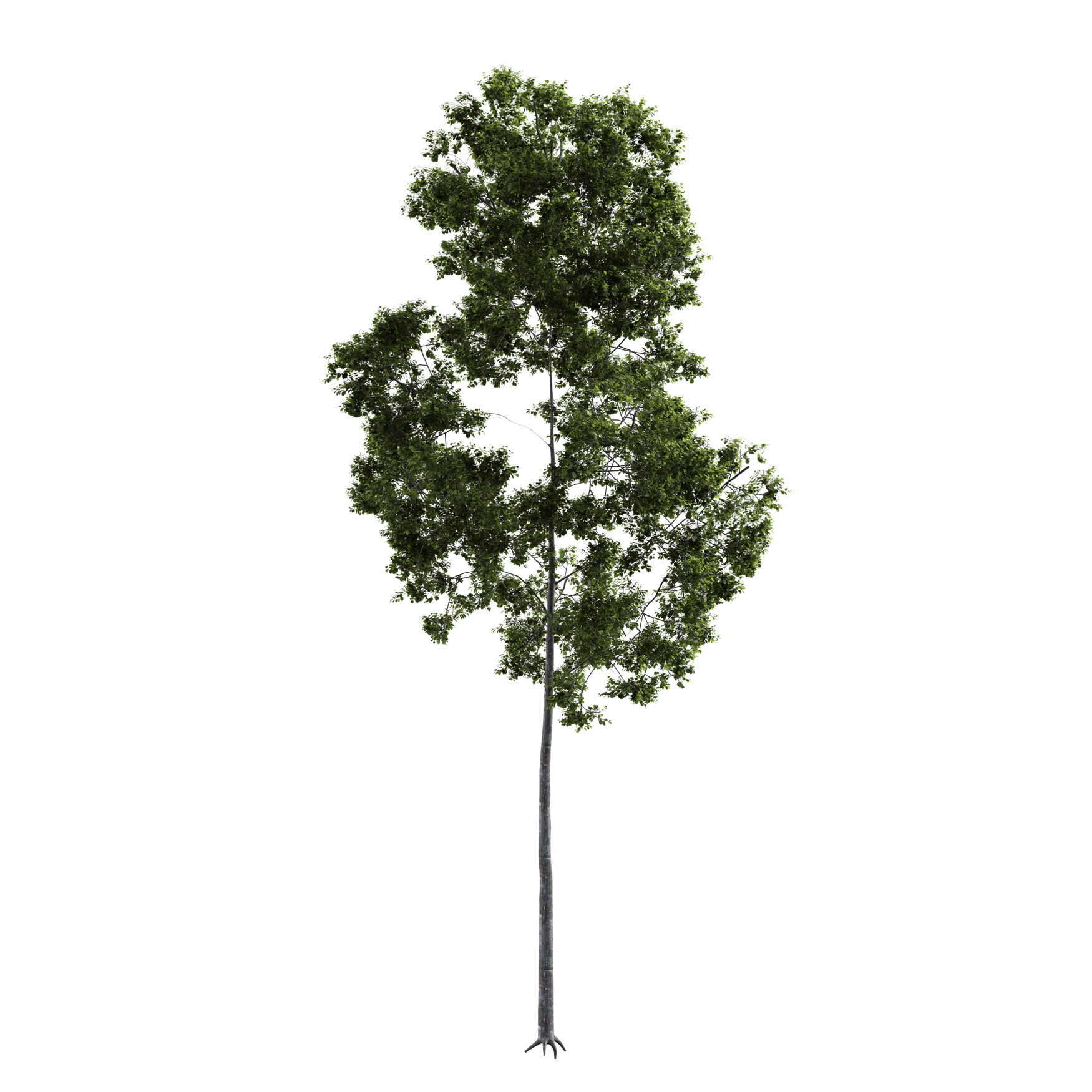 Plants_Trees_Generic_11