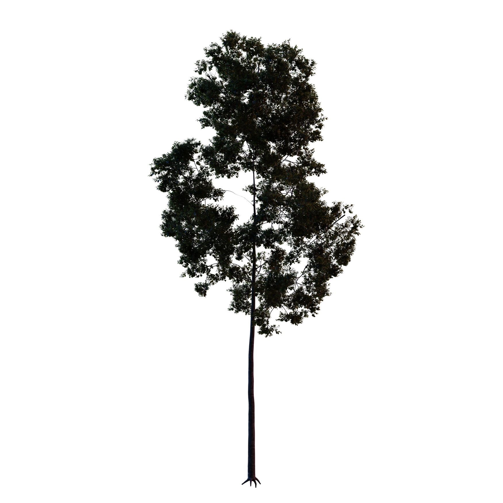 Plants_Trees_Generic_11_Hover