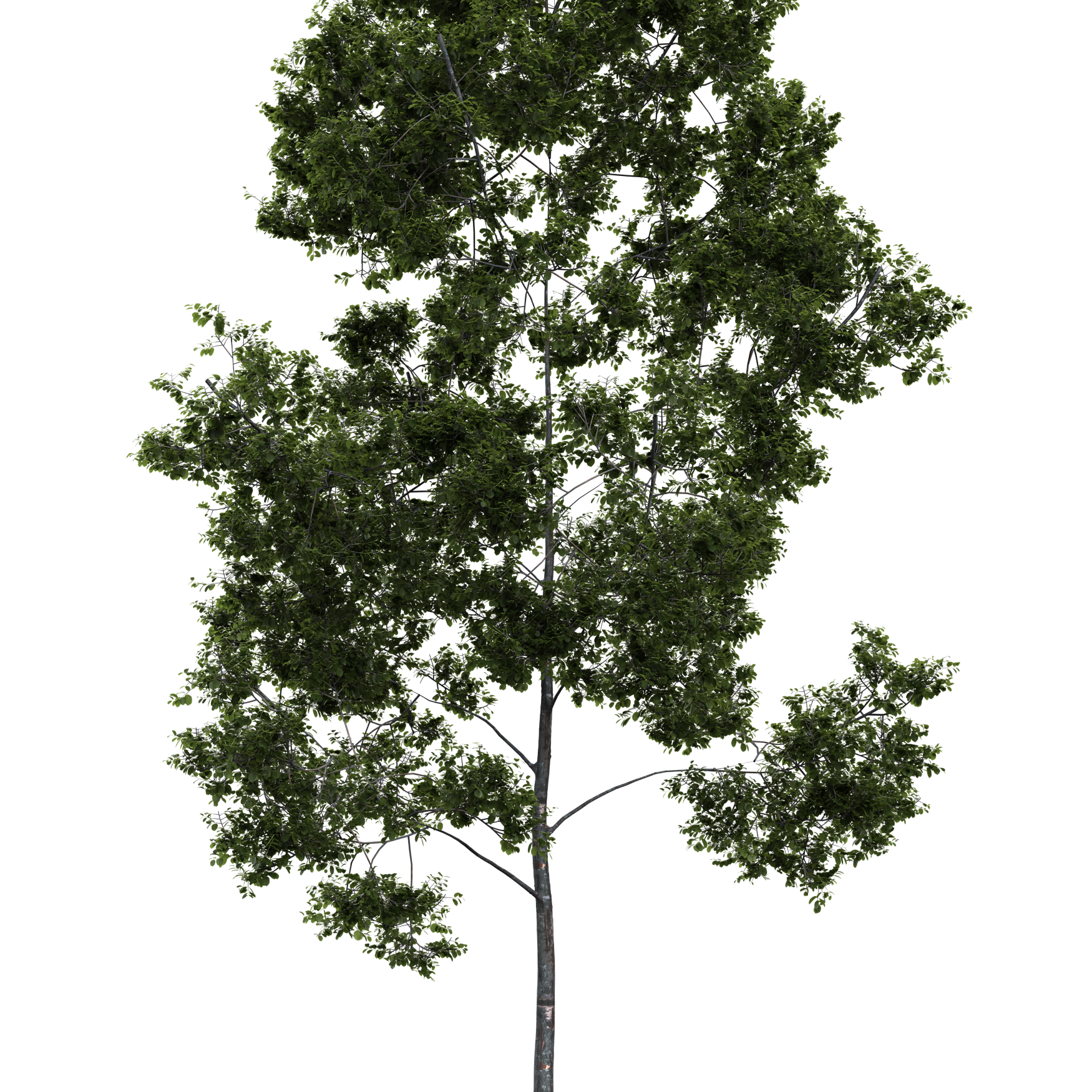 Plants_Trees_Generic_11_Beauty