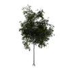 Generic Tree 13