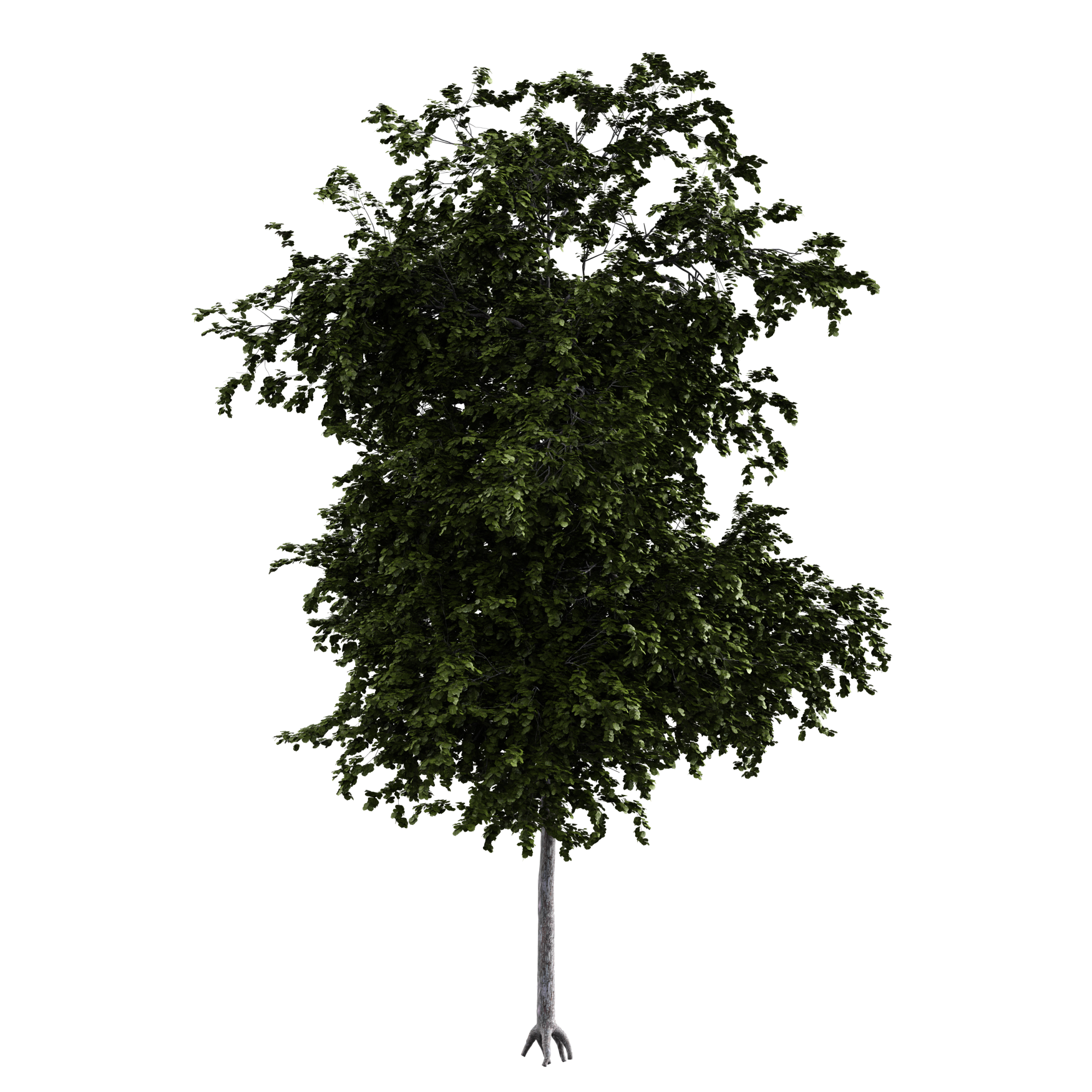 Plants_Trees_Generic_14