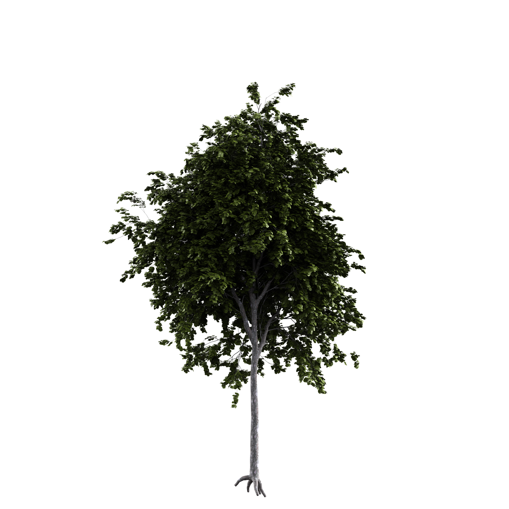 Plants_Trees_Generic_15