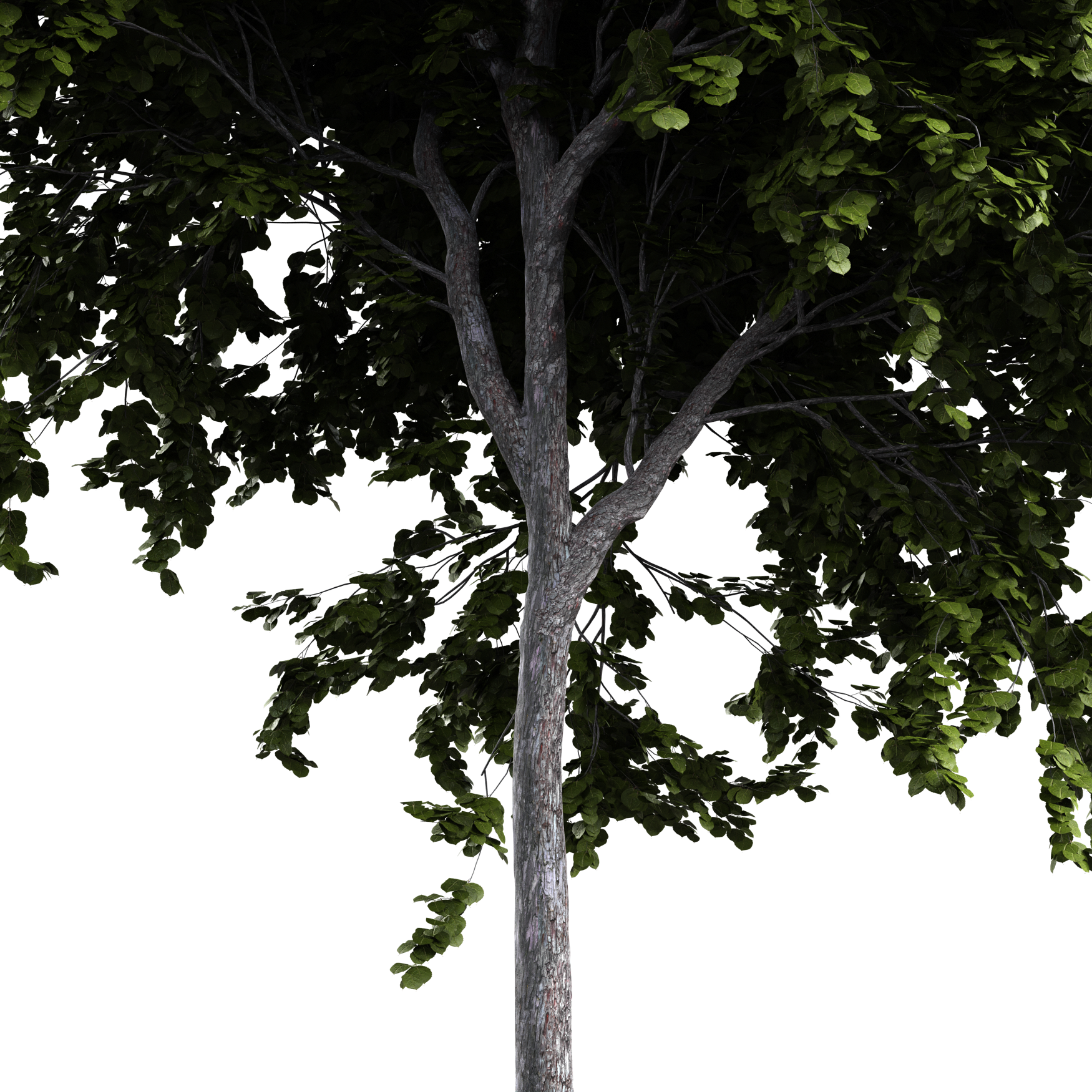 Plants_Trees_Generic_15_Beauty