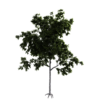 Generic Tree 16