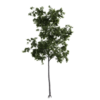 Generic Tree 18