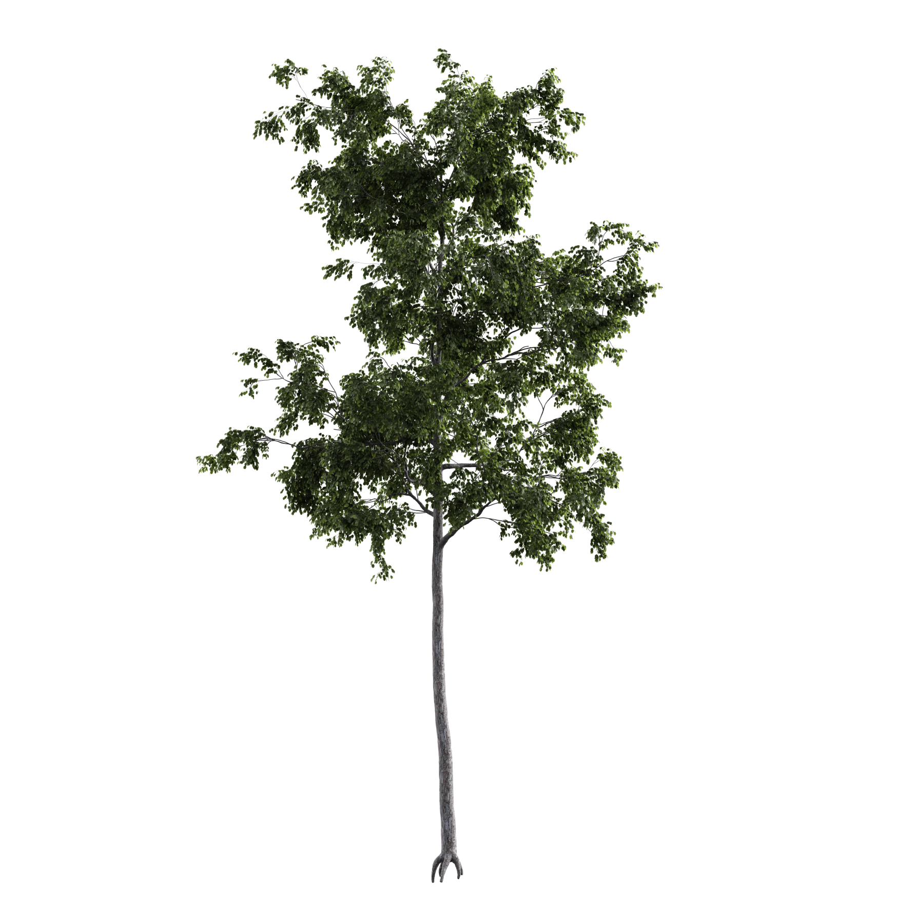 Plants_Trees_Generic_18