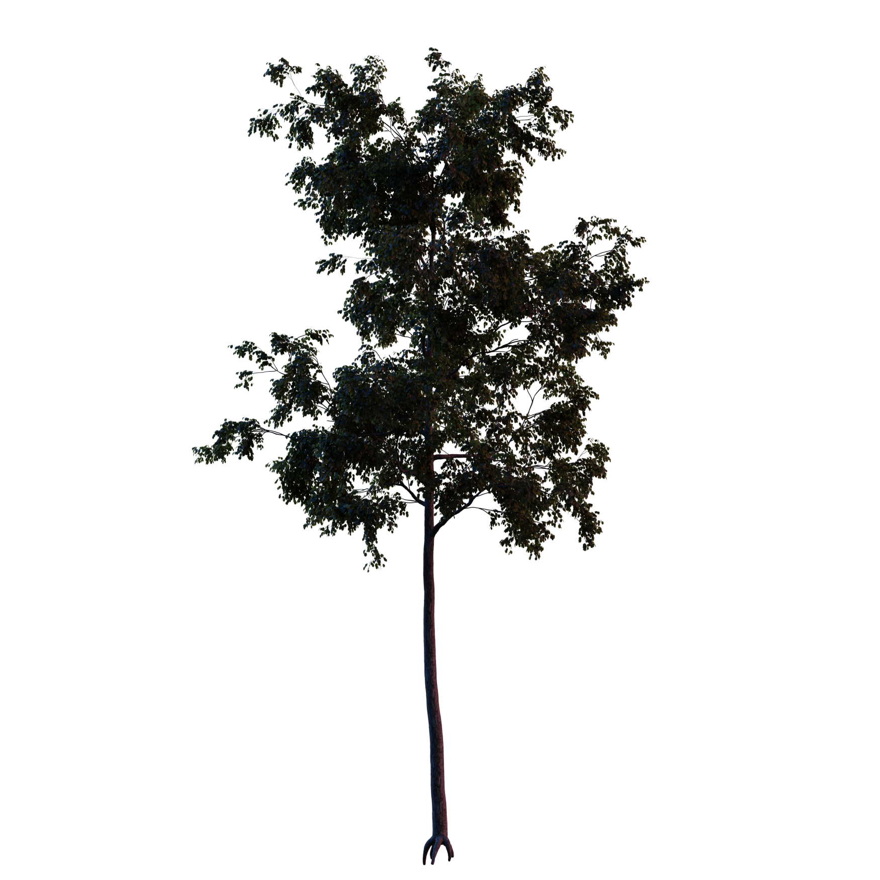 Plants_Trees_Generic_18_Hover