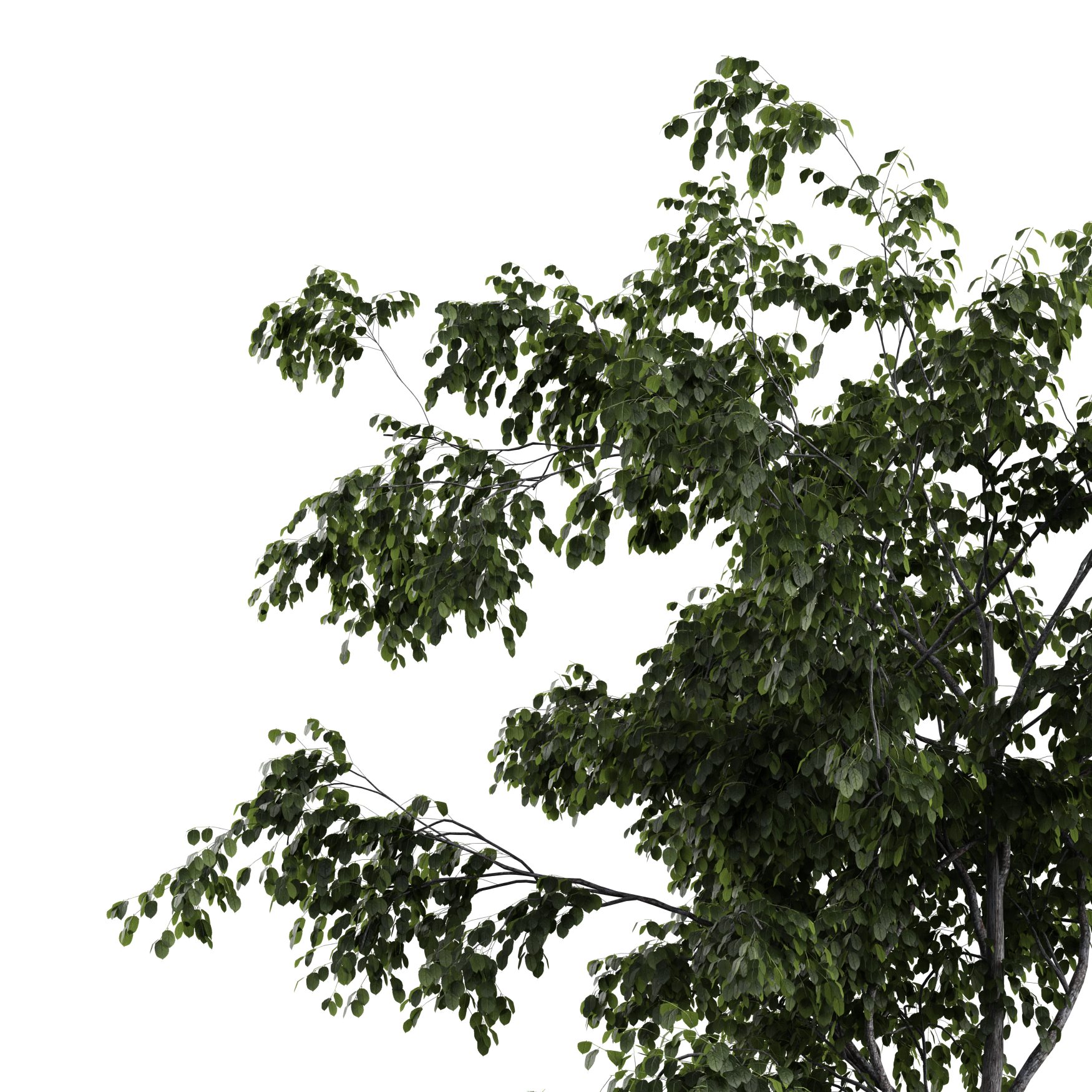 Plants_Trees_Generic_18_Beauty