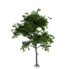 Generic Tree 02