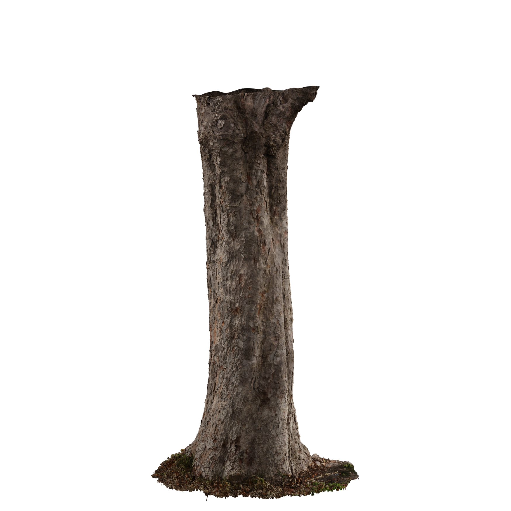 Plants_Trees_Trunk-Scanned_01