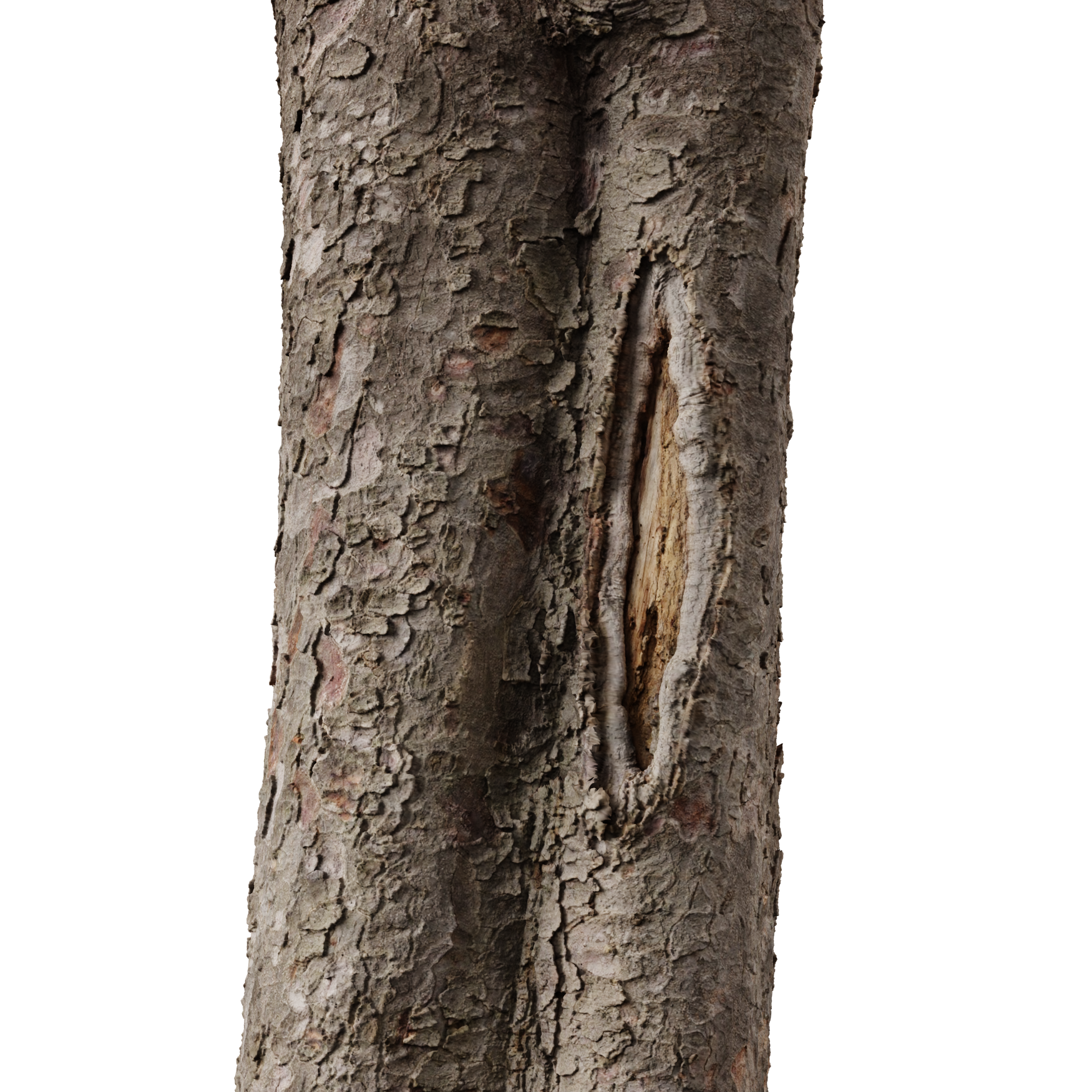 Plants_Trees_Trunk-Scanned_01_Beauty