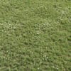 Patchy Daisy Lawn 01
