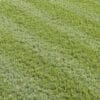 Stripe Mowed Lawn 01
