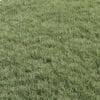 Unkempt Lawn 01