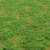 Patchy Clover Lawn 01