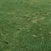 Leaves Lawn 01