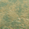 Old Lawn 01