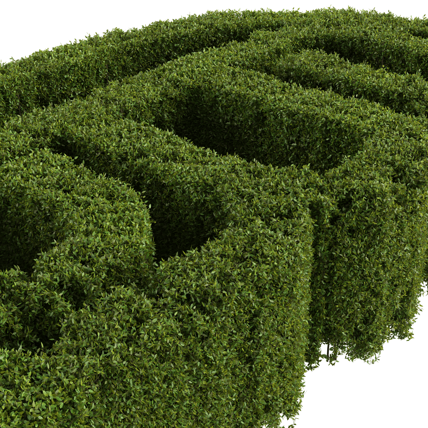 Plants_Outdoor-Hedges_Cut-2m_01