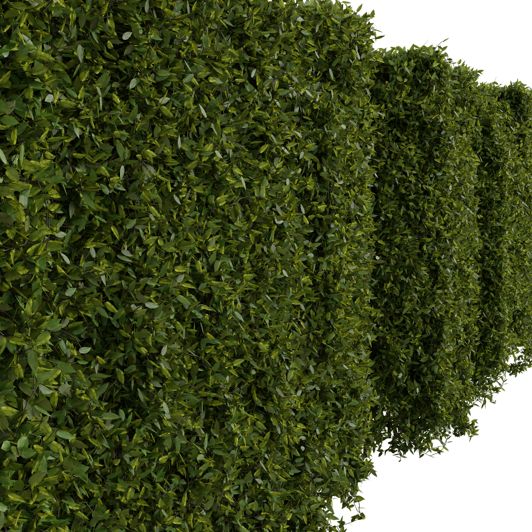 Plants_Outdoor-Hedges_Cut-2m_01_Beauty